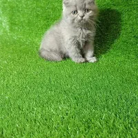 کوشولو ها|گربه|قزوین, |دیوار