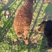 باسلام دو رس بره نر وماده سالم وسرحال|حیوانات مزرعه|قزوین, |دیوار