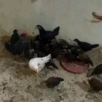 جوجه فونیکس