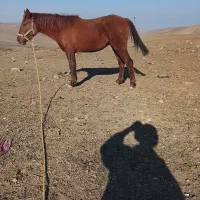 اسب مادیان از منطقه بیله سوار