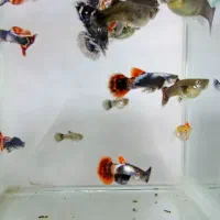 ماهی گوپی بیگ ایر|ماهی|شهرضا, |دیوار