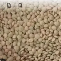 عدس