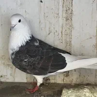 کبوتر