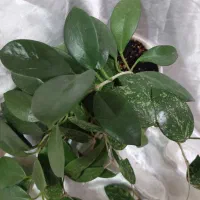 گل های خاص|گل و گیاه طبیعی|نیشابور, دارایی|دیوار