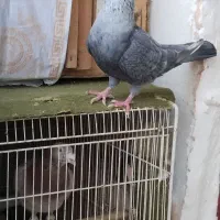 کبوتر نقره ایی