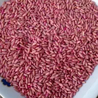 گندم بذری|خدمات باغبانی و درختکاری|دهگلان, |دیوار