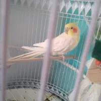 عروس هلندی لوتینو نر|پرنده|تربت‌حیدریه, داروپخش|دیوار