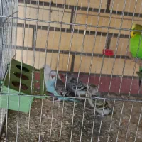 مرغ عشق مولد و جوجه