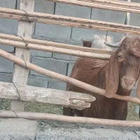 گاو گوساله فروشی|حیوانات مزرعه|جیرفت, |دیوار