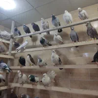 کبوتر جنکنده