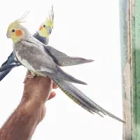 عروس هلندی مولد