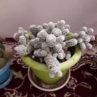 انواع کاکتوس