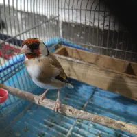 فروش سهره مست