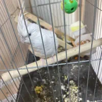 ماده البینو ۱۶ماهه نر وایت فیس