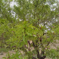 باغ بادرختان باربده بادام بافنس محدوده پل زمانخان|فروش دفتر صنعتی، کشاورزی، تجاری|شهرکرد, |دیوار