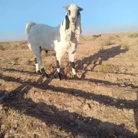 نربز پاکستانی|حیوانات مزرعه|تربت جام, حافظ|دیوار