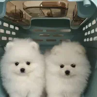 سگ پامر خرسی اورجینال.پامرانین عروسکی گرید A+|سگ|شیراز, فرهنگ شهر|دیوار