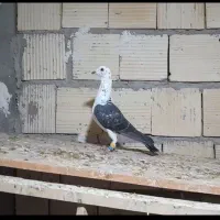 کبوتر سینه سفید