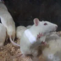 تامین موش های آزمایشگاهی رت و مایس|موش و خرگوش|تبریز, |دیوار