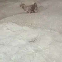 سگ گمشده|حیوانات|ملایر, |دیوار