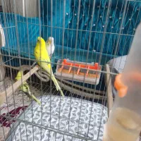 ۵ عدد مرغ عشق یکجا میفروشم نر و ماده|پرنده|نسیم‌شهر, |دیوار