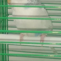 حیوان خانگی|پرنده|اردبیل, |دیوار