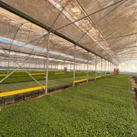 نشا|عمدهفروشی|سراوان, |دیوار