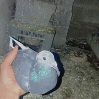 کبوتر‌مسافتی