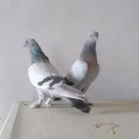 ترکیه خاص