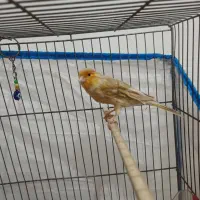 جفت قناری نر ماده|پرنده|هشتگرد, قاسم آباد بزرگ|دیوار