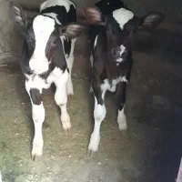 فروش گاو بادوتا گوساله هاش