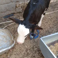 گاوشیری باگوساله نر خارجی|حیوانات مزرعه|زابل, |دیوار