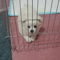 فروش سگ روباهی نر|سگ|سهند, |دیوار