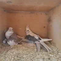 عروس|پرنده|سبزوار, سیادتی|دیوار