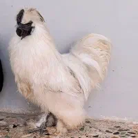 خروس ابریشمی ۷ ماهه