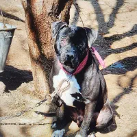 سگ پیت بول|سگ|قزوین, |دیوار