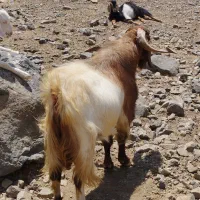 بزنر