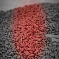 فروش بذر گندم دیم و آبی با قیمت دولتی