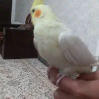 عروس هلندی نر وماده