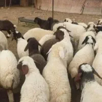 گوسفند فروشی در اسلامشهر