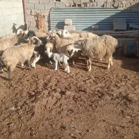 ۹راس میش بره دار|حیوانات مزرعه|مرودشت, فیروزی|دیوار