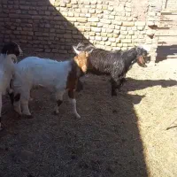 بزغاله نر فروشی