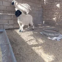 دوتا بره نر و ماده پاکستانی|حیوانات مزرعه|زابل, |دیوار