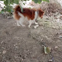 سگ پاکوتاه پامری|سگ|کهنوج, |دیوار