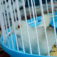عروس هلندی با جوجه|پرنده|زاهدان, |دیوار