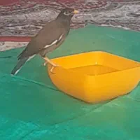 مرغ مینا گم شده