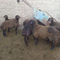 گوسفند ، بره نر پرواری