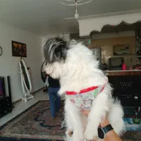 توله ۶ ماه شیتزو|سگ|کرمان, |دیوار