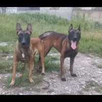 واگذاری مالینیوز ماده|سگ|بابل, |دیوار