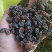 مویز کشمش شیره|عمده‌فروشی|شیراز, شهرک فرزانگان|دیوار